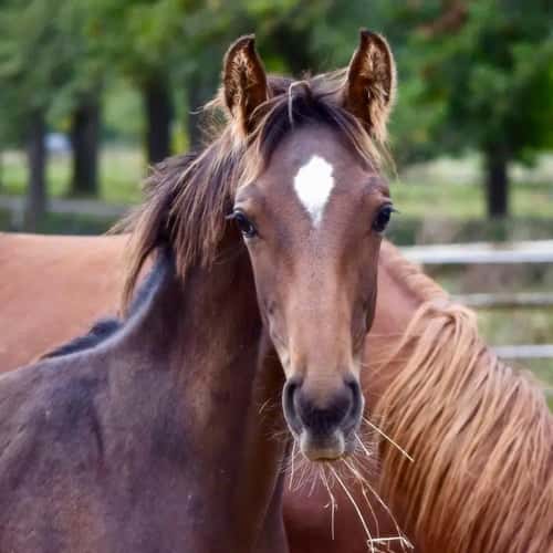 Bild av Fantastiskt trevlig, snygg & välstammad hingst e.Skyline to B f-25