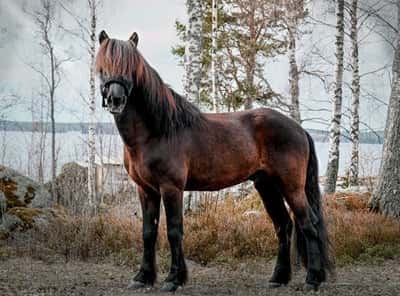 Olson vom Schluensee 2