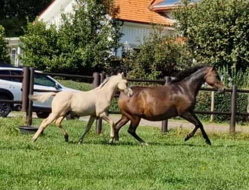 Bild av vacker D-ponny