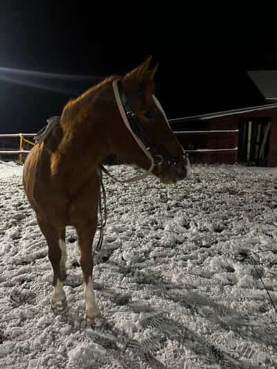 Inlägg 12 av Allround med titeln Longering