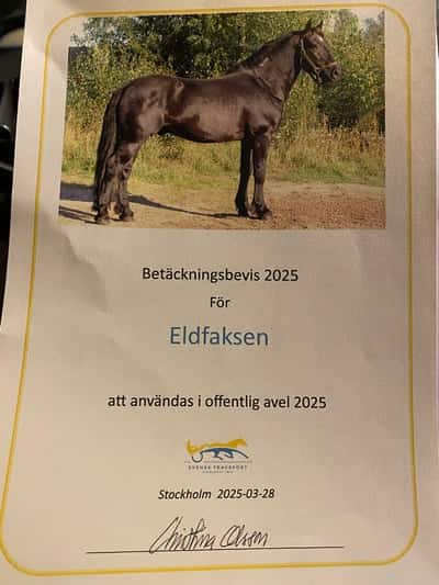 Inlägg 18 av Kallblodstravare med titeln Avel