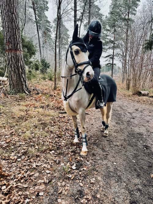 Bild av Sockersöt ponny söker sin nya bästa vän!