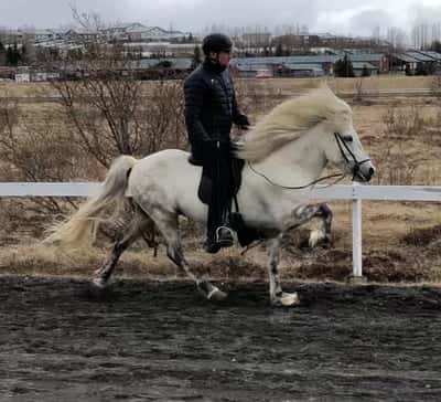 Inlägg 32 av Island