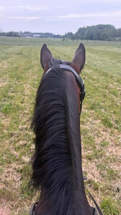 Inlägg 6 av Irländsk ridponny med titeln Bakom mina favoritöron 💓