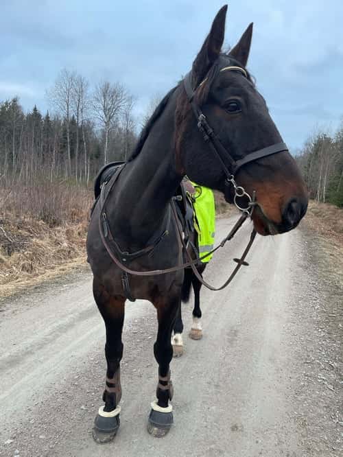 Bild av Ridtravare med hög potential 