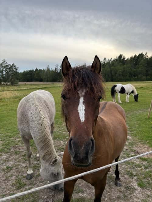 Bild av Ponnykille för framtiden