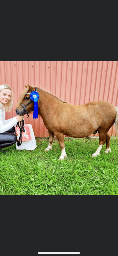 Inlägg 8 av Showridning med titeln Våran första utställning 