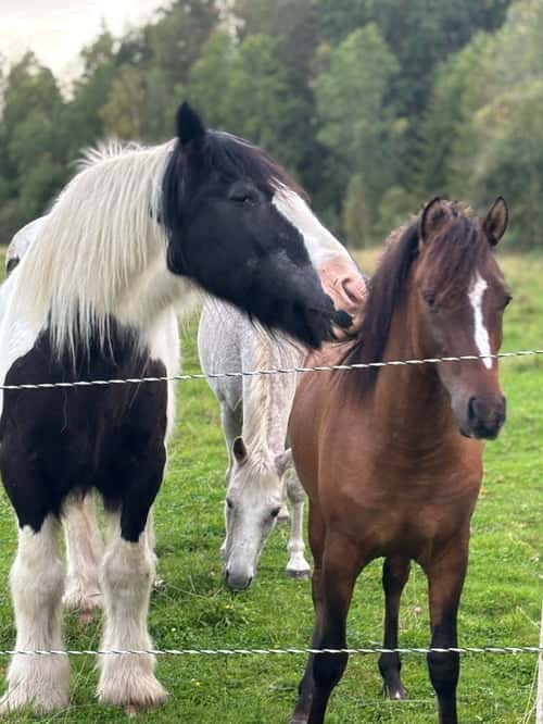 Bild av Ponnykille för framtiden
