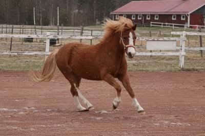 Inlägg 13 av Welsh Mountain med titeln Porträtt 