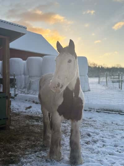 Inlägg 2 av Irish Cob