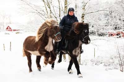 Inlägg 10 av Island