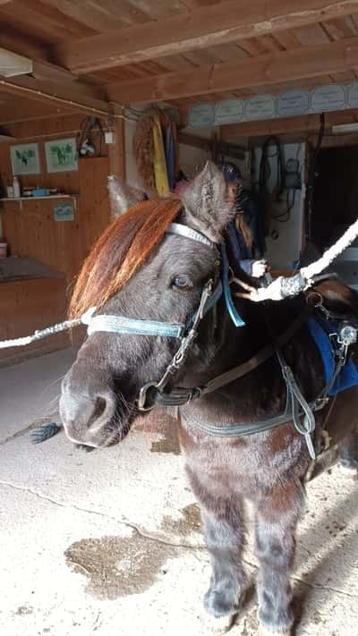 Inlägg 2 av Ponnytrav med titeln Köpte Gandur ❤️