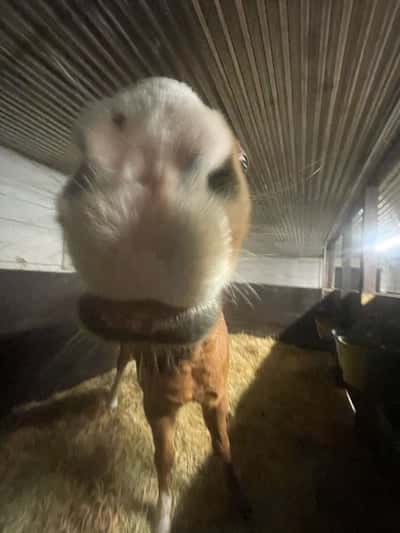 Inlägg 19 av Svensk Ridponny med titeln Min älskade❤️