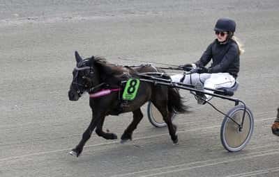 Inlägg 23 av Shetlandsponny med titeln Ponnytrav 
