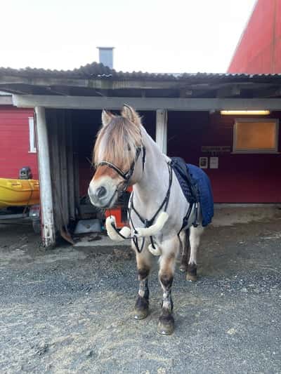 Inlägg 2 av Fjordhäst med titeln 🥰🥰❄️