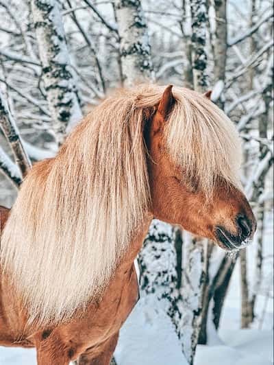 Inlägg 79 av Allround med titeln Koser seg i ny snøen🤍