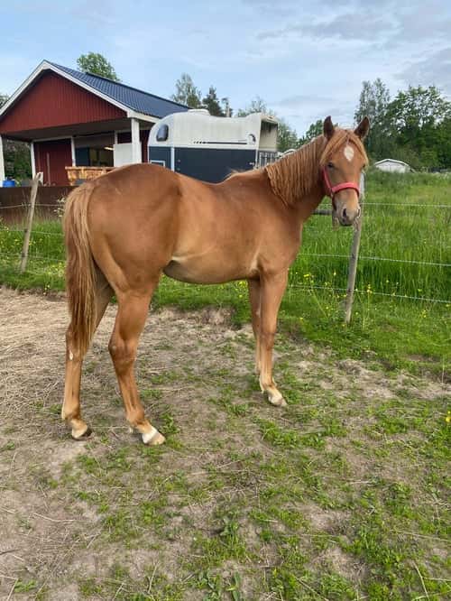 Bild av 1 årig quartersto 