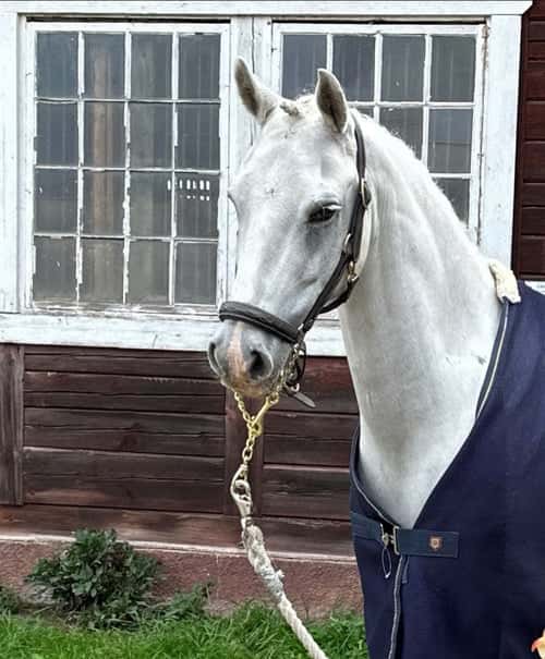 Bild av Ponnyn alla borde ha 