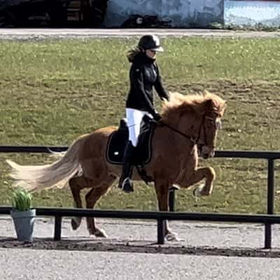 Funi från Hästabet