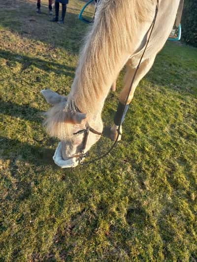 Inlägg 23 av Allround med titeln Idag när vi red utt I djupekås💖