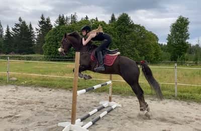 Inlägg 12 av Morganhäst med titeln ❤️❤️❤️