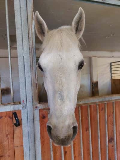 Inlägg 22 av Connemara med titeln Hovslagardags