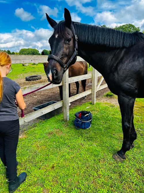 Bild av SNYGG VALACK!  Då min kropp inte håller för ridning längre så söker min stjärna ett nytt hem. Fina gångarter. Kan byten, öppna, sluta mm Ej tävlad pga mitt ointresse. Rids just nu av hoppryttare. Snäll i all hantering. Fått regelbunden massage och faciabehandling. Ingen skadehistorik. Något svårlastad. All utrustning medföljer. Hemmet viktigast.