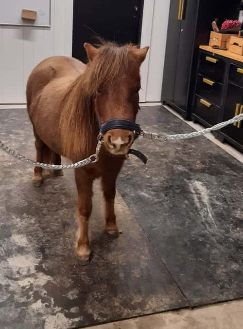 Bild av Vacker Amerikansk Miniatyrhäst!