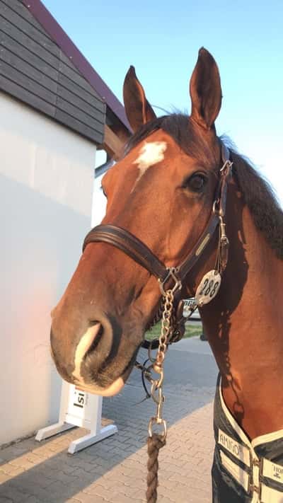 Inlägg 9 av American Curly med titeln Bästa hästen❤️