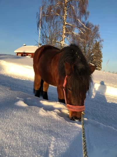 Inlägg 21 av Ponnytrav med titeln Träning 