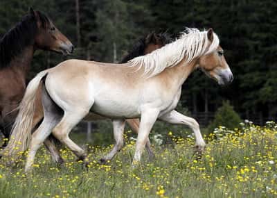 Inlägg 11 av Avel med titeln Bete