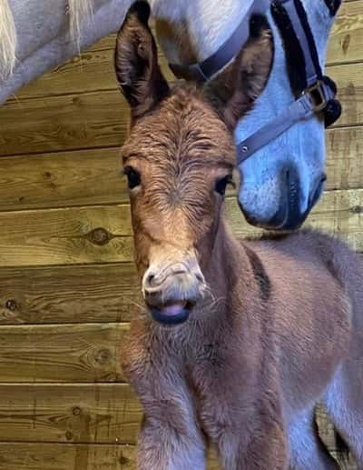 Inlägg 7 av Mula med titeln Söta Bruno ❤️
