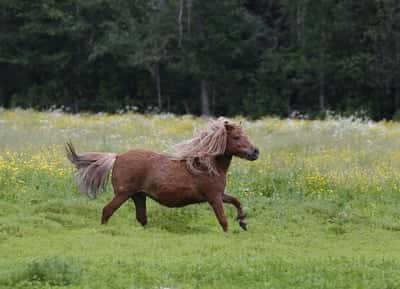 Inlägg 7 av Shetlandsponny med titeln Bete