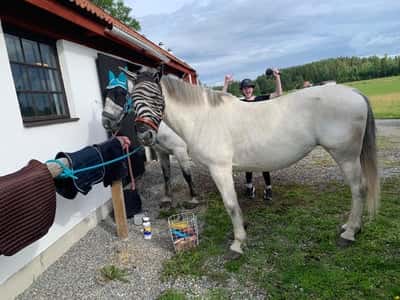 Inlägg 24 av Lipizzaner med titeln Fundersamma hästar🤪❤️