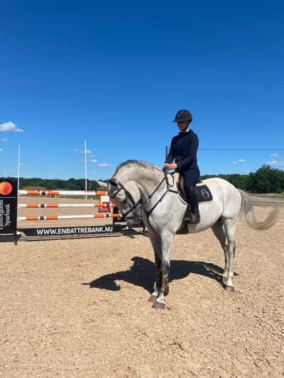 Inlägg 7 av Oldenburger