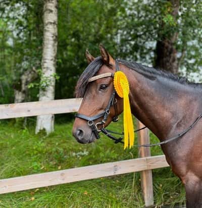 Inlägg 6 av Dressyr