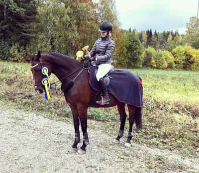 Post 10 of Show jumping