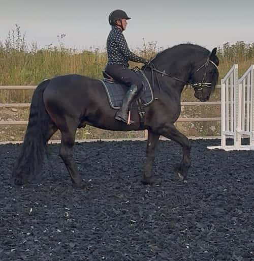 Bild av Frieser Hingst 