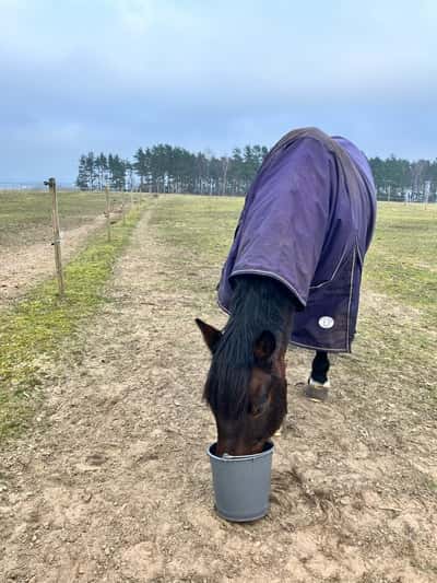 Inlägg 7 av Sportkörning med titeln Mys i hagen!🥰