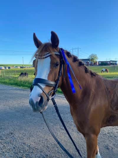 Inlägg 20 av Welsh Partbred med titeln Min favorit❤️🥈