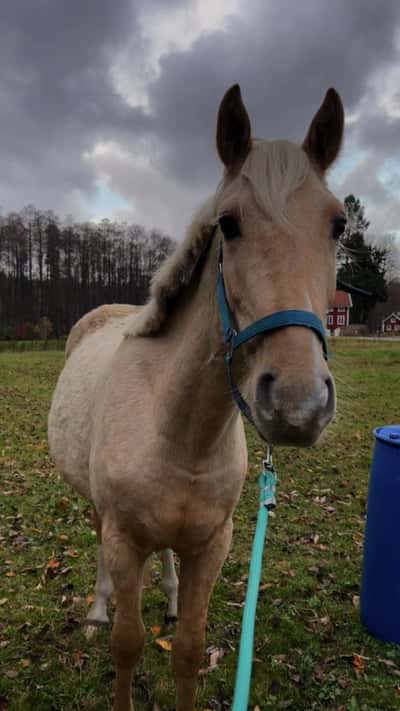 Inlägg 9 av Korsningshäst