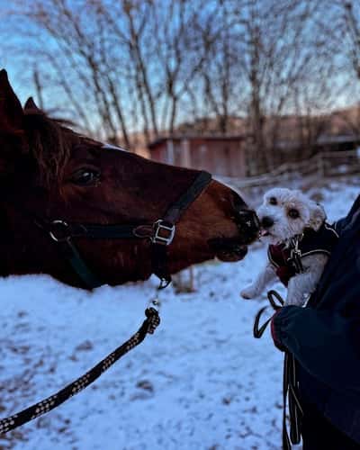 Inlägg 6 av Allround med titeln Puss 💛💛