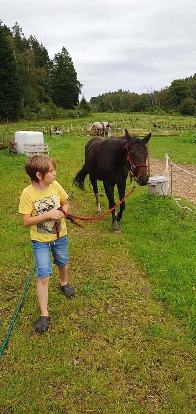 Inlägg 12 av Korsningshäst med titeln Underbara häst!