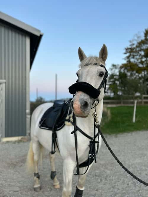 Bild av Maxad D ponny tillsalu