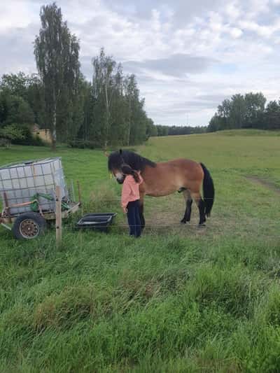 Inlägg 2 av Nordsvensk med titeln Hökis 💕💕
