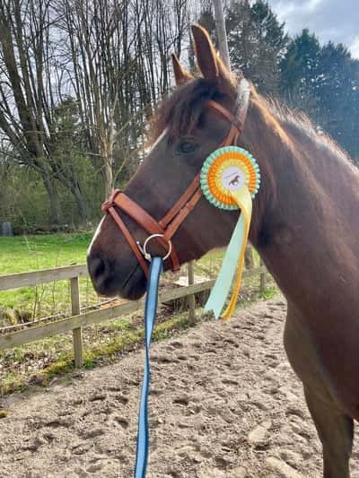 Inlägg 22 av New Forest med titeln 😻