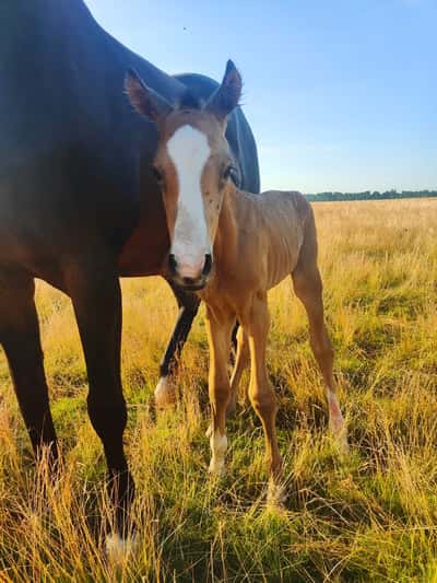 Inlägg 12 av Frihetsdressyr med titeln Första minuten