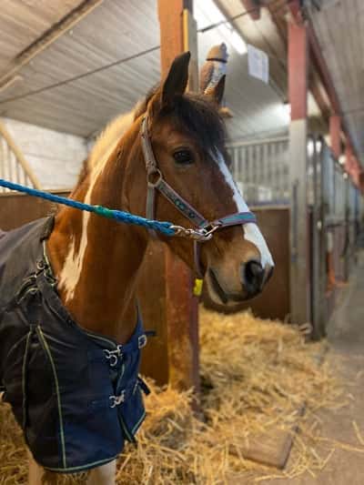 BOBBY(Diamond’s Renuyle Bobby)