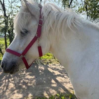 Hera från klockaren