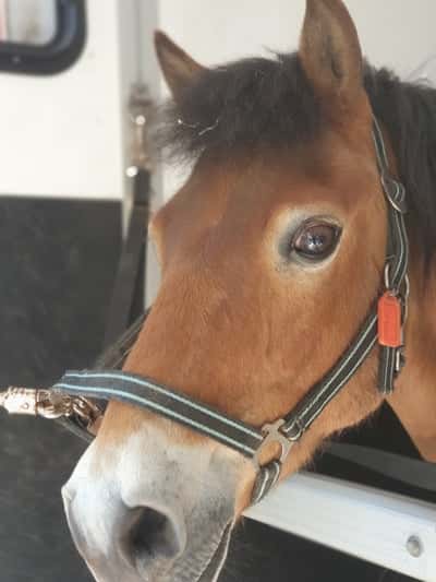 Inlägg 28 av Ponnytrav med titeln Asså en drömponny❤️😻